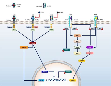 interleukin 1 beta|Understanding the mechanism of IL.